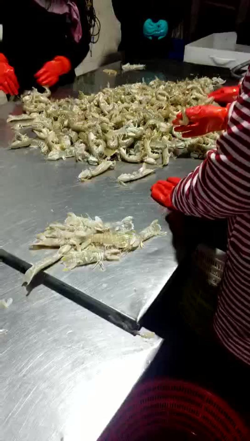 皮皮虾活虾