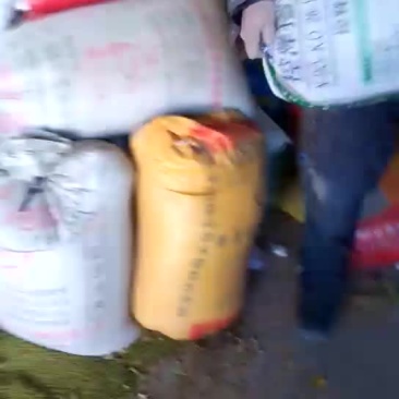神谷，吨谷，金苗，红谷子，需要加关注