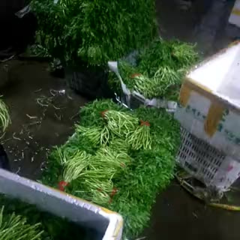 芦篙