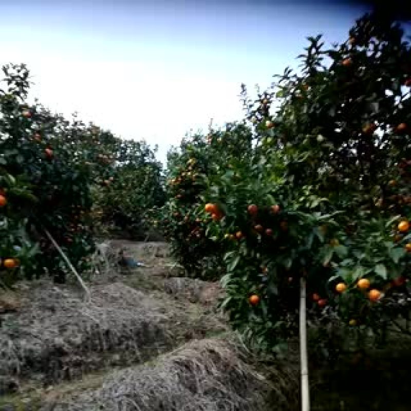 清远沙糖桔二级4~5cm