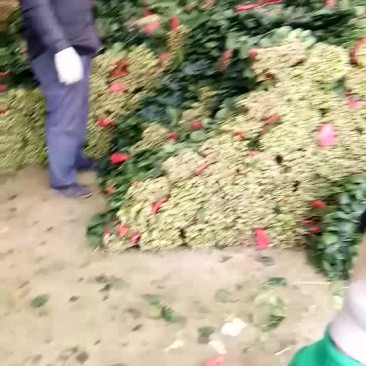 大叶菠菜20~25厘米