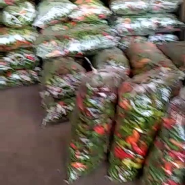线椒15~20厘米红特辣