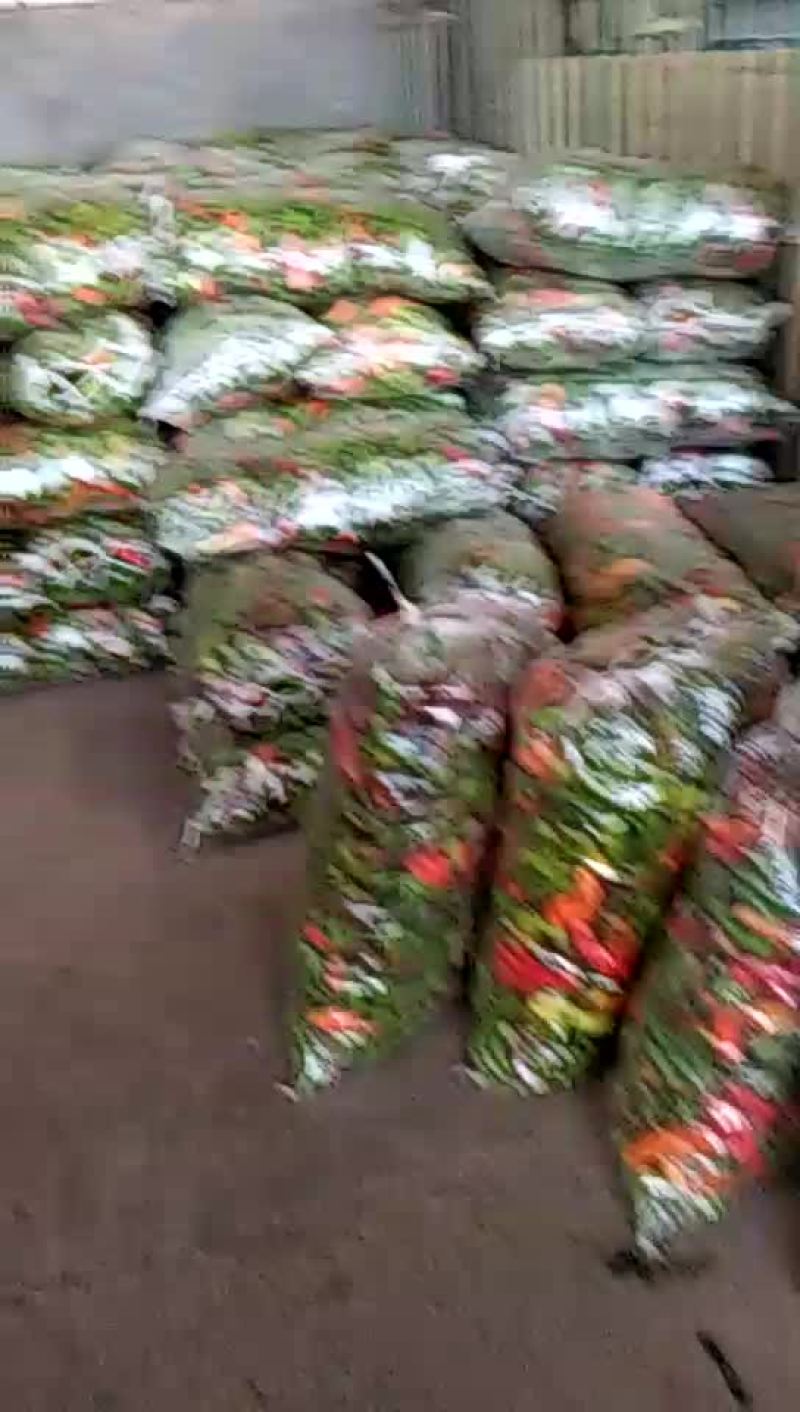 线椒15~20厘米红特辣