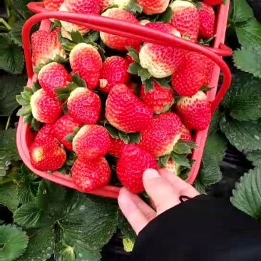 石莓1号草莓20~30克