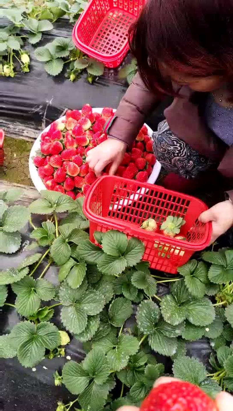 石莓1号草莓20~30克
