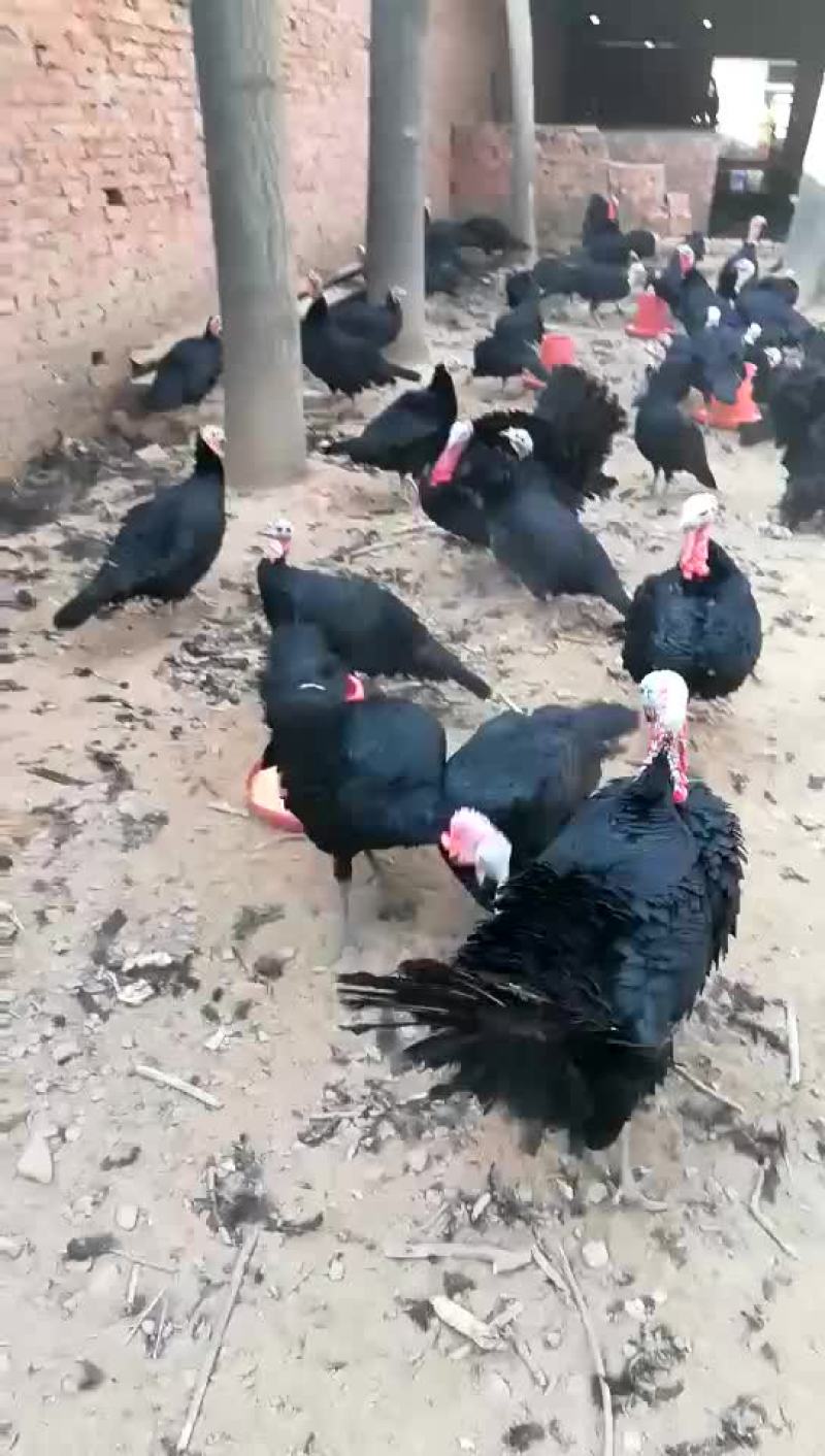 鸡火鸡