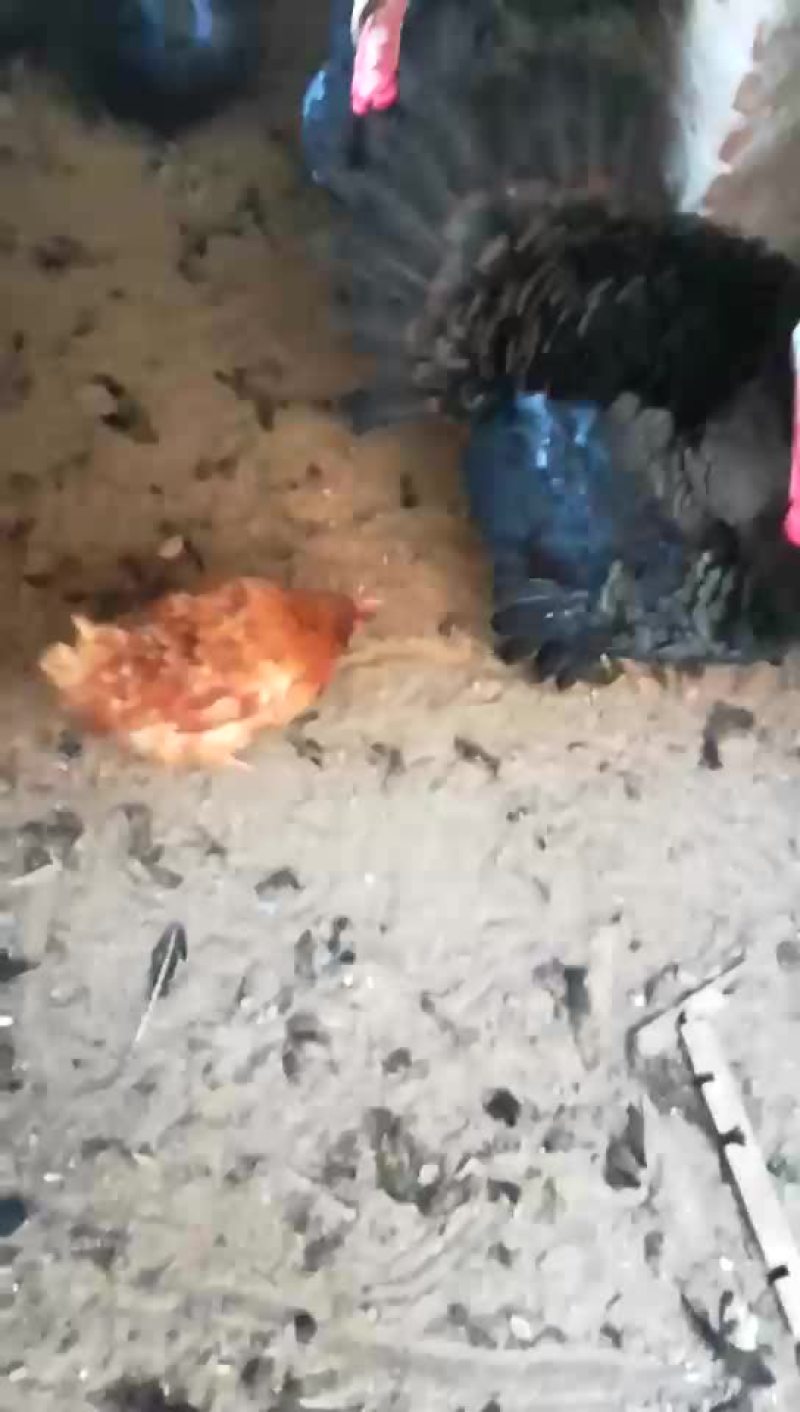鸡火鸡