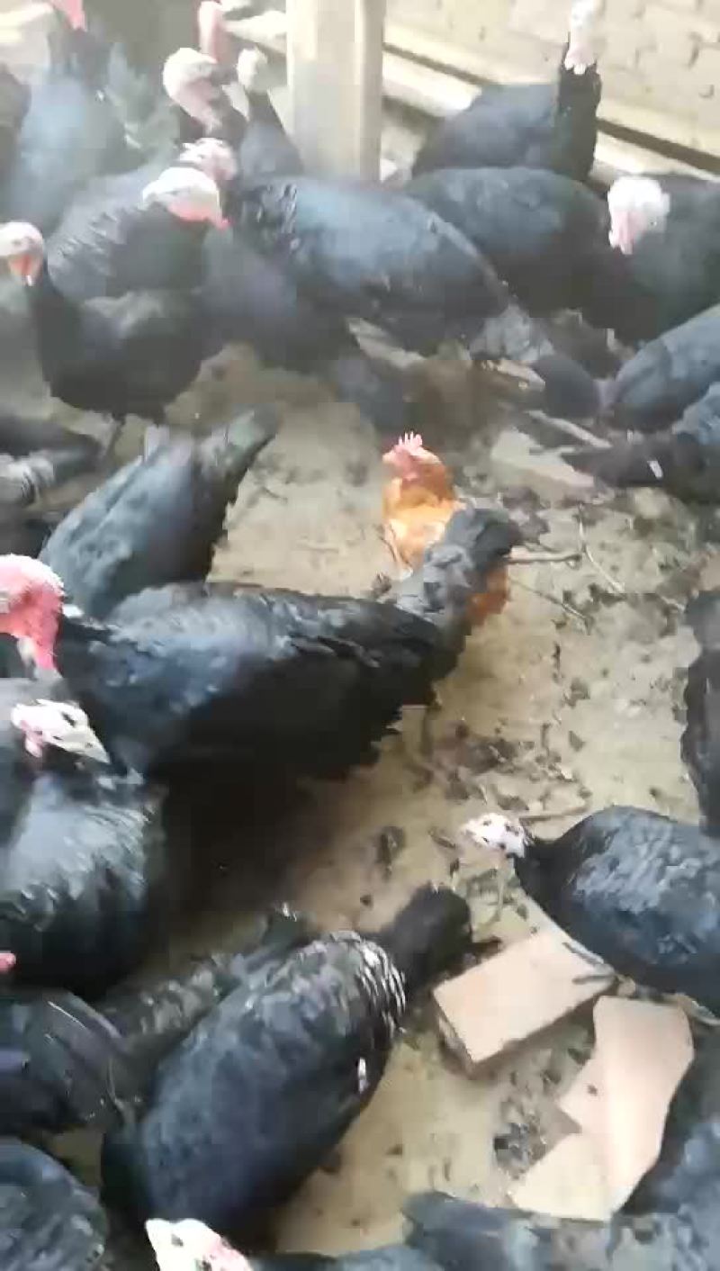 鸡火鸡