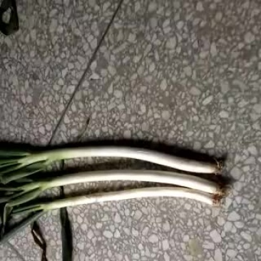 铁杆大葱30~40cm毛葱3cm左右