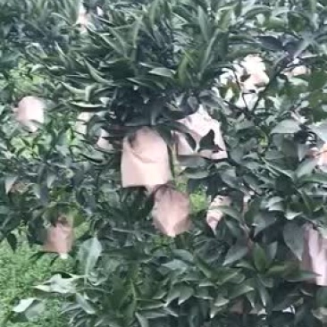 春见柑桔8cm以上