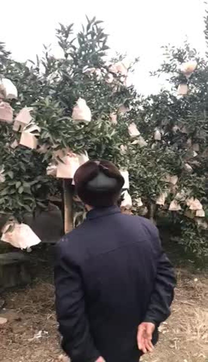 春见柑桔8cm以上