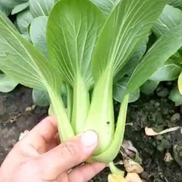 青菜10~15cm