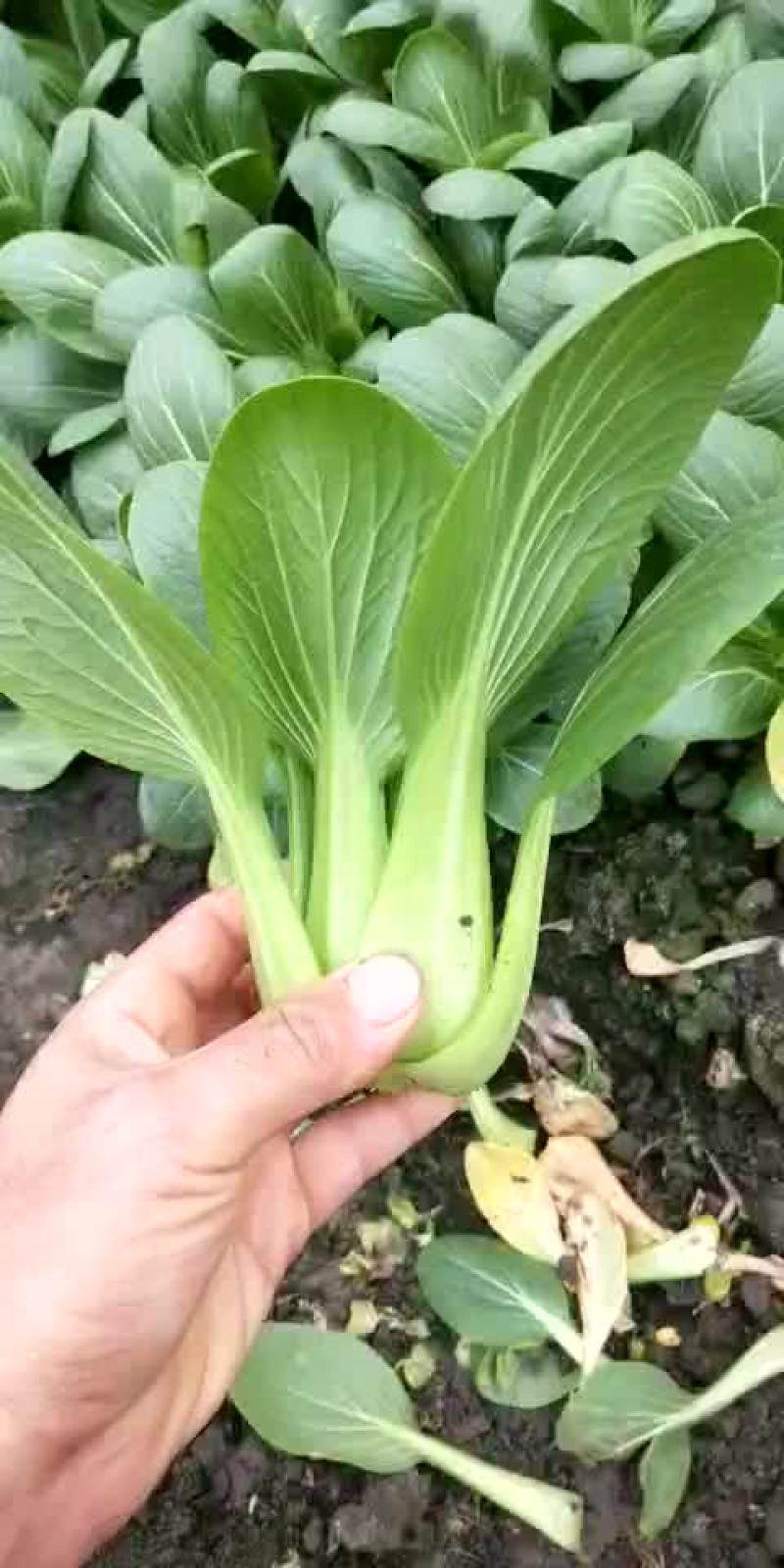 青菜10~15cm