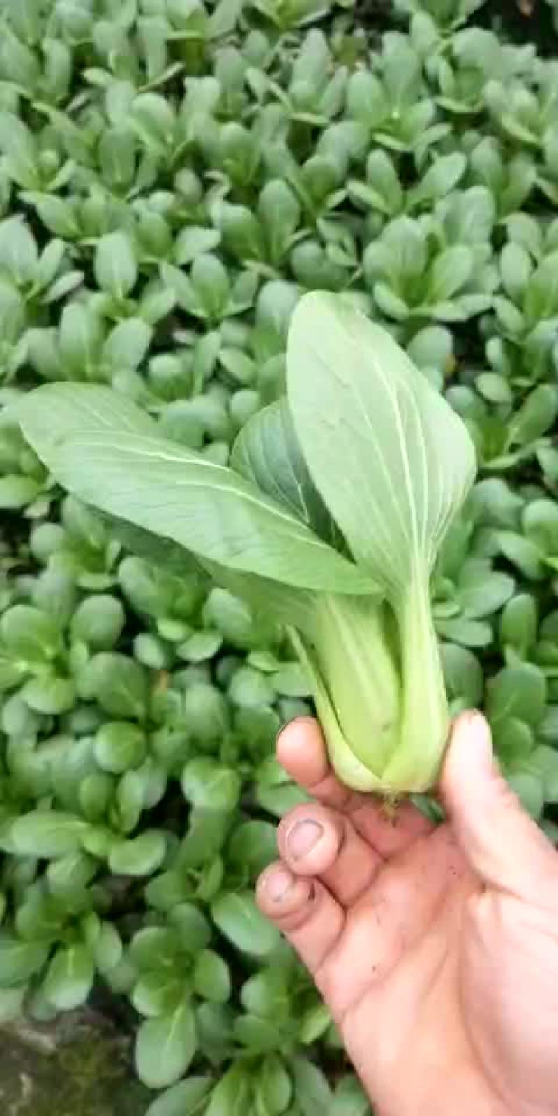 青菜10~15cm