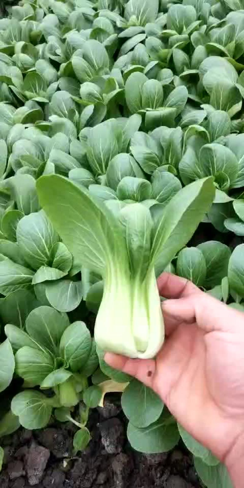 青菜10~15cm