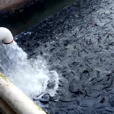 胡子鲶食用