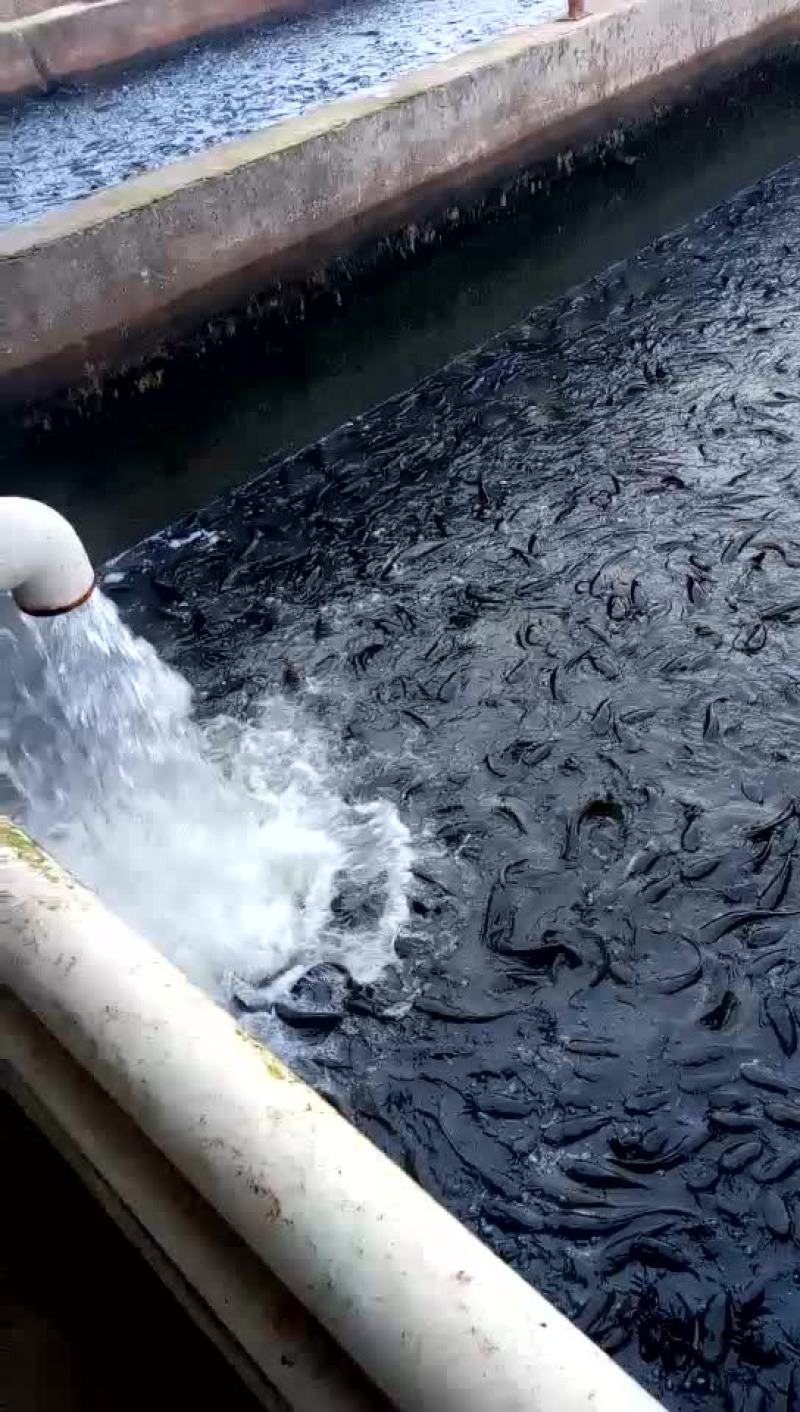 胡子鲶食用
