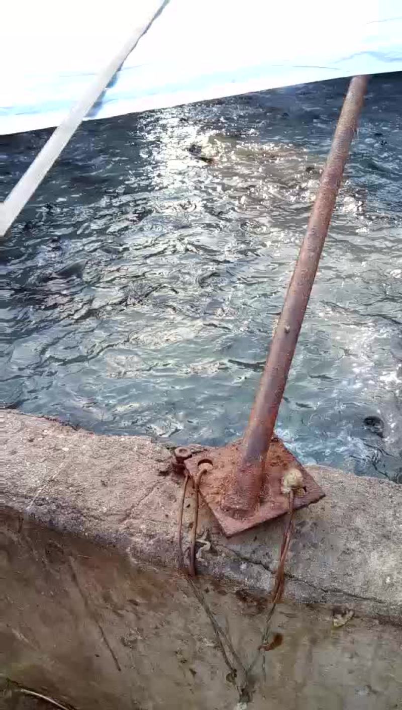 胡子鲶食用