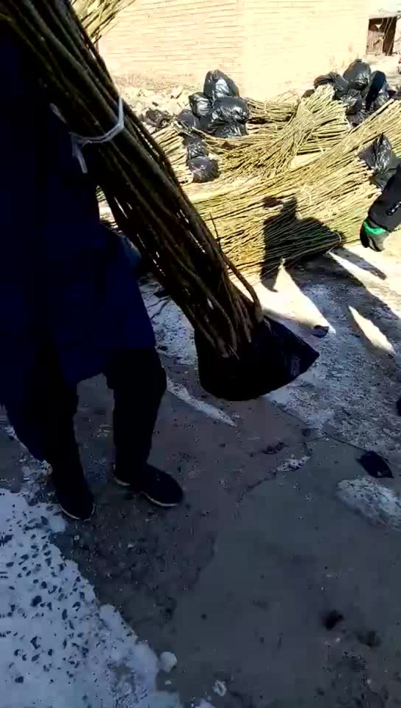 核桃苗100~150cm1~2年