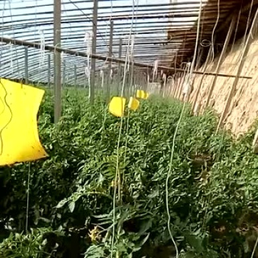设施农用地10亩以下10年以下出租