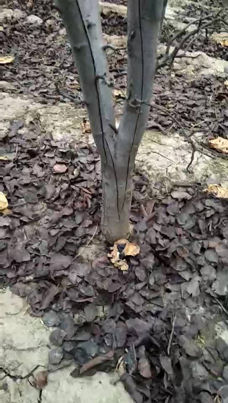 双节黄梨梨树苗14~16cm0.5~1米