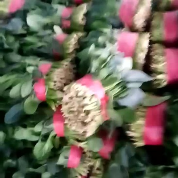 大叶菠菜25~30厘米
