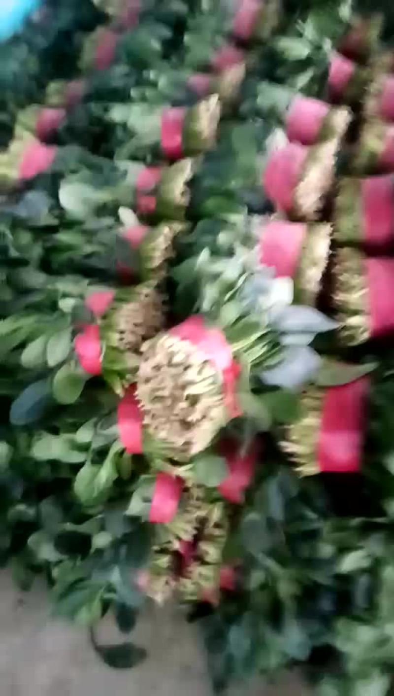 大叶菠菜25~30厘米