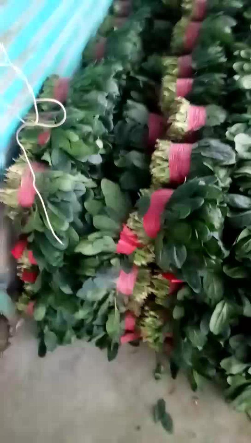 大叶菠菜25~30厘米