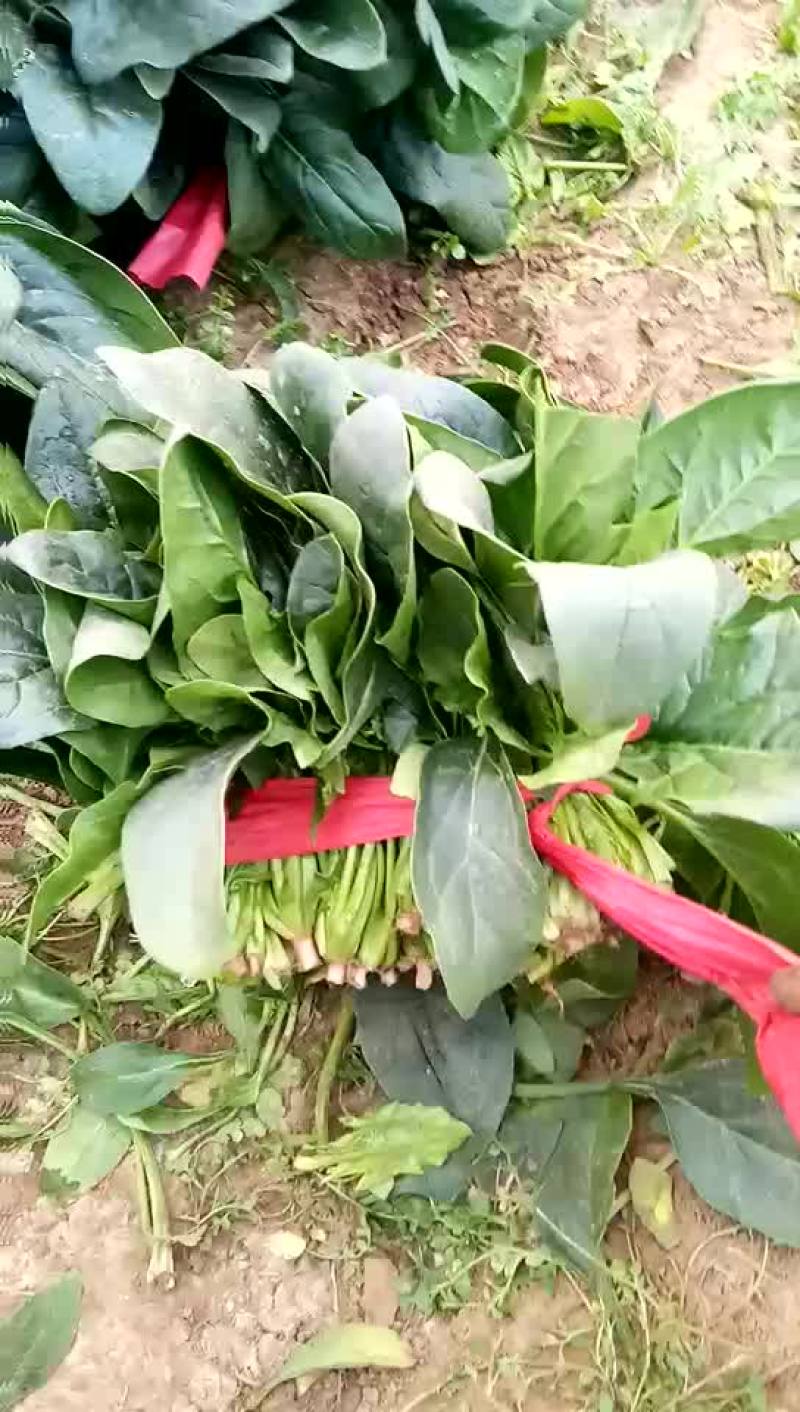大叶菠菜25~30厘米