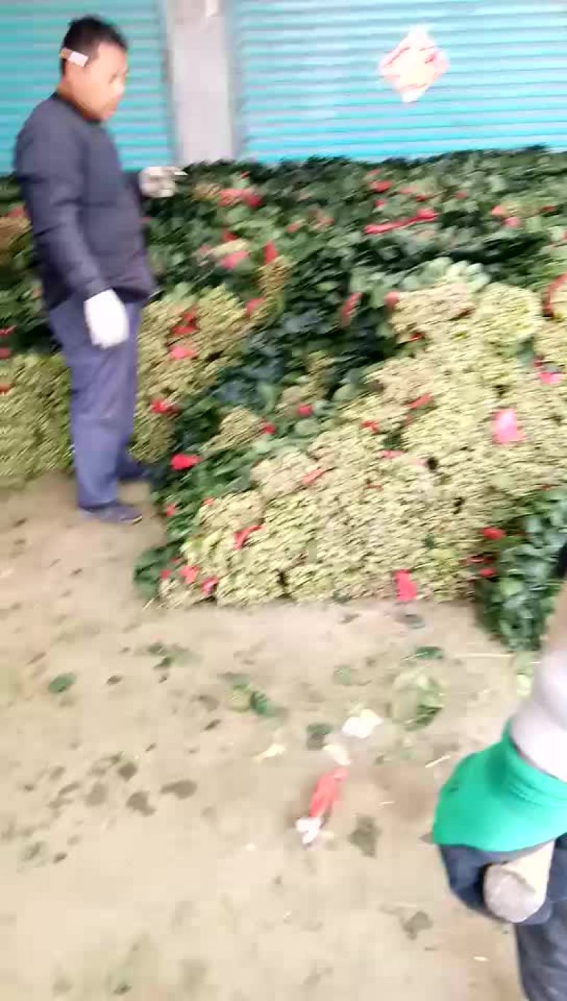 大叶菠菜25~30厘米