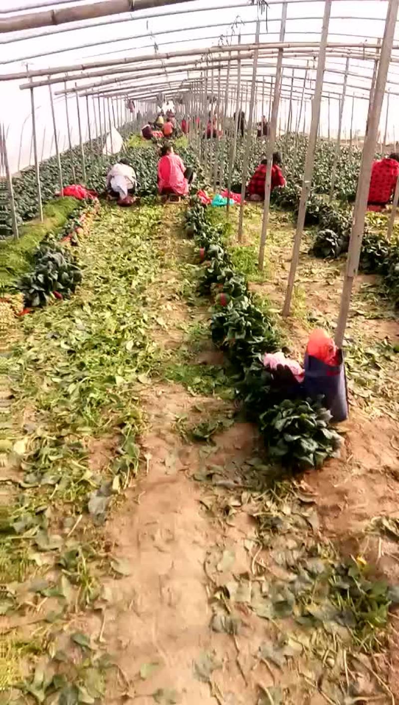 大叶菠菜25~30厘米