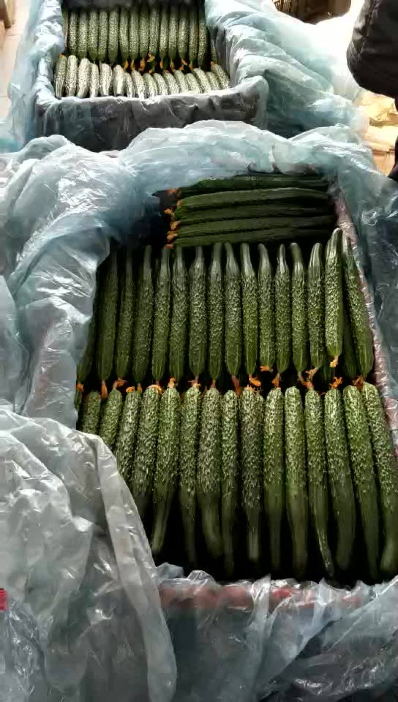 黄瓜干花带刺25公分以上