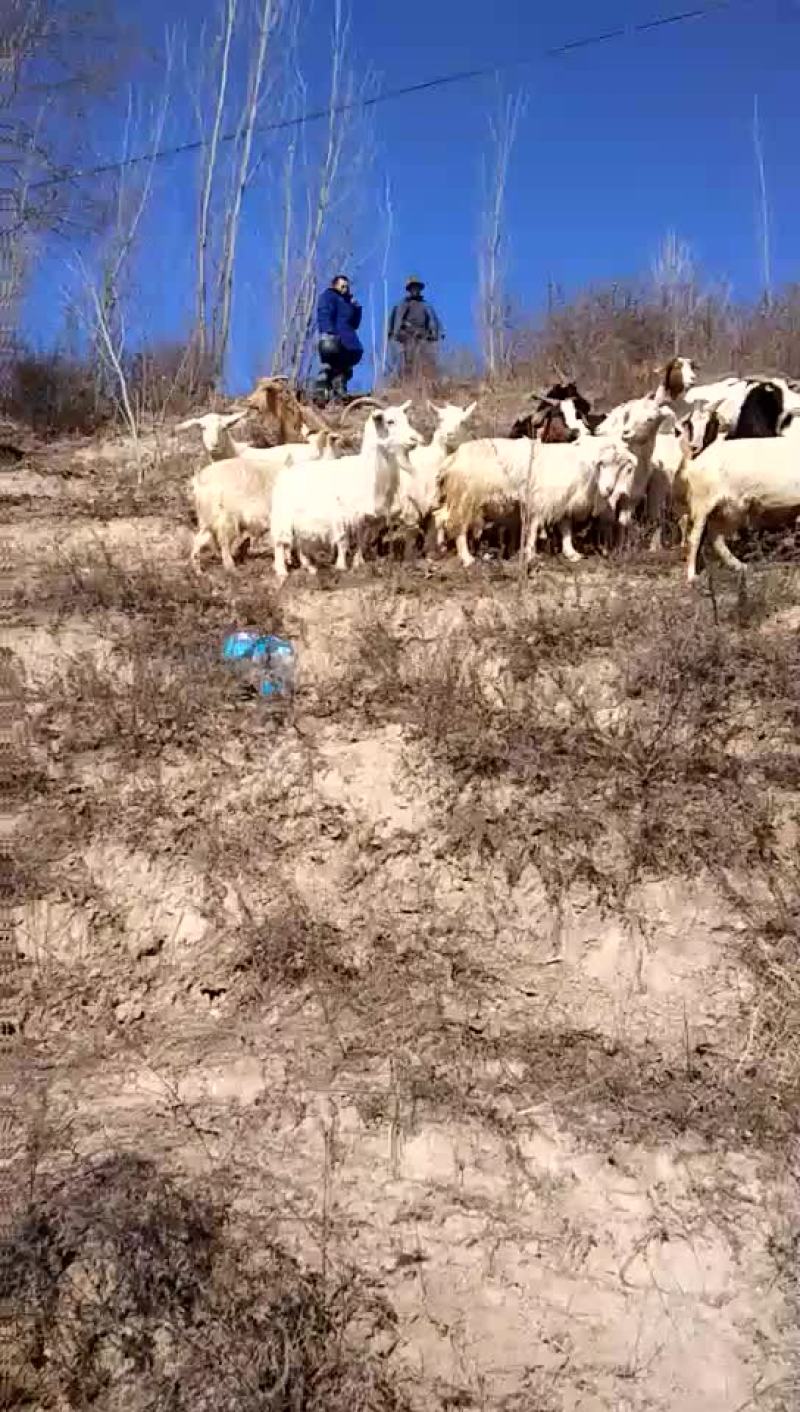 肉羊80~110斤/头
