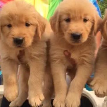 金毛犬公