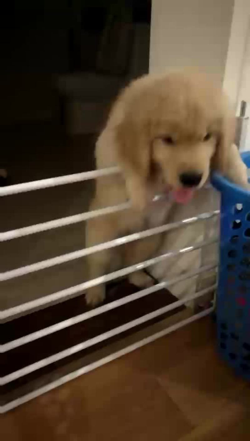 金毛犬公