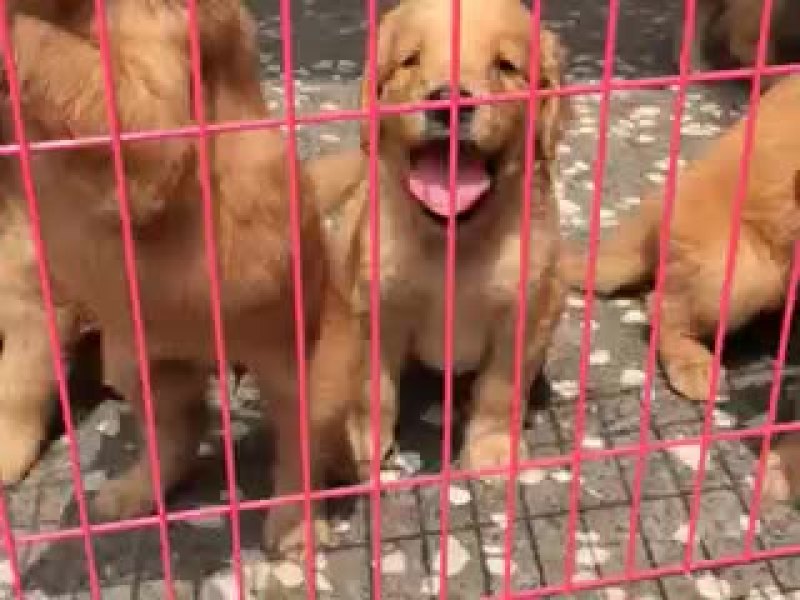 金毛犬公