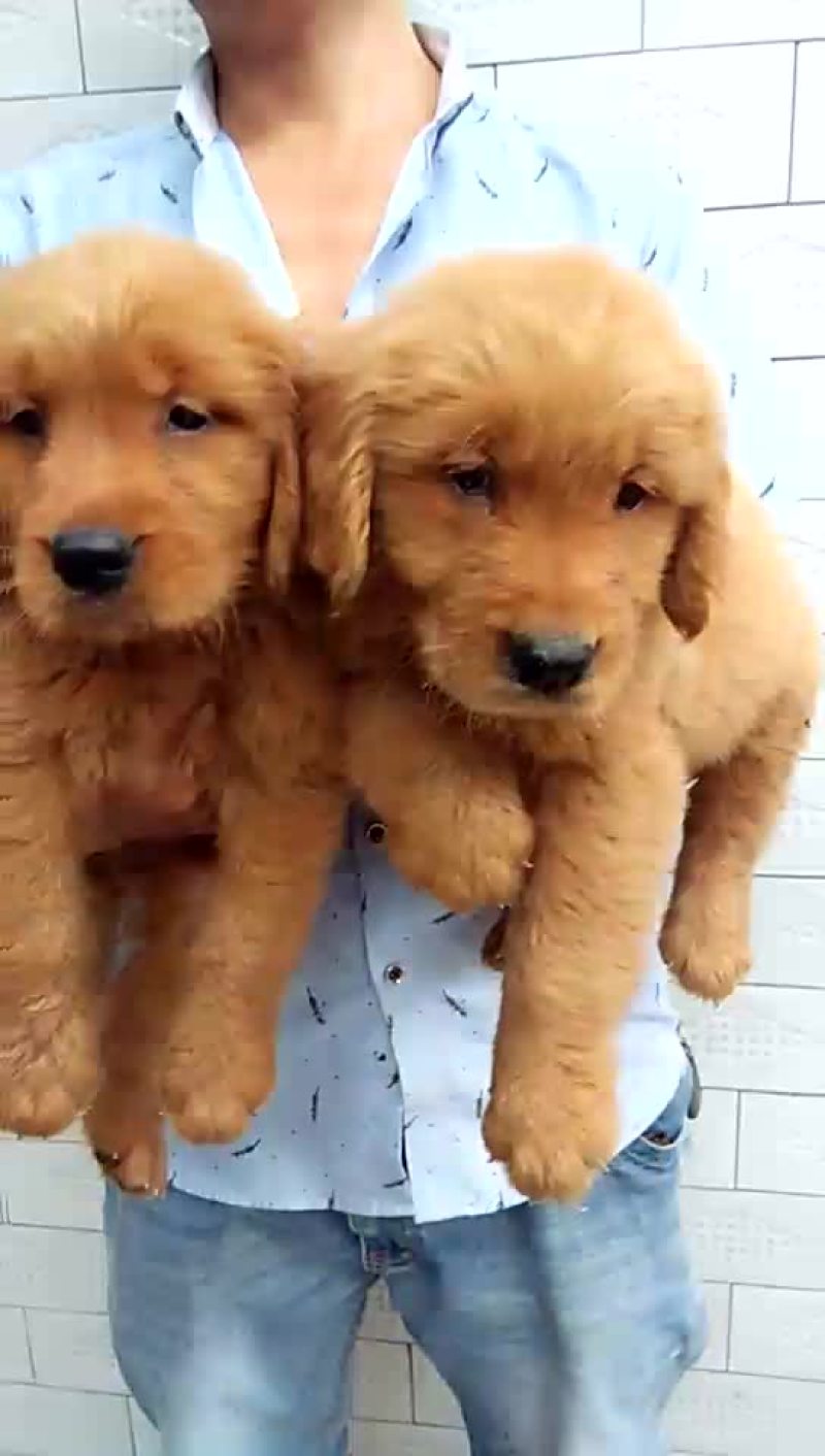 金毛犬公