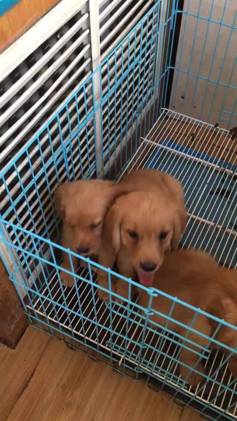 金毛犬公