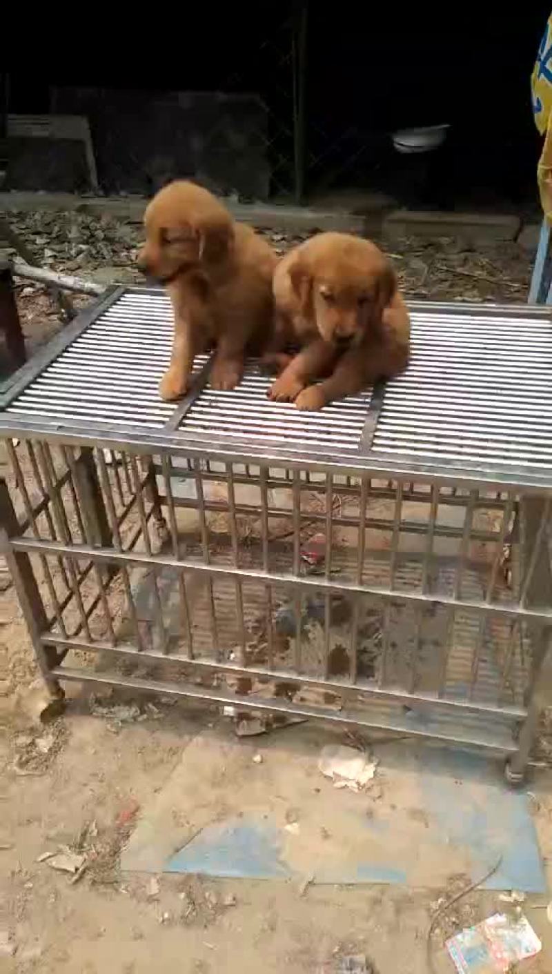 金毛犬公