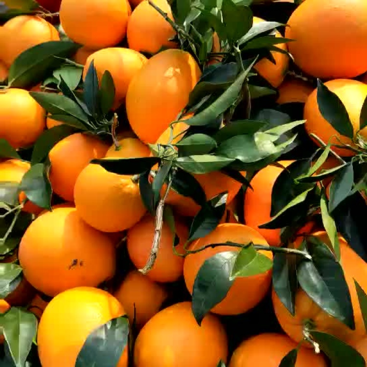 [长虹脐橙批发]长虹脐橙 纽荷尔带叶脐橙 叶橙量大丛优价格0.