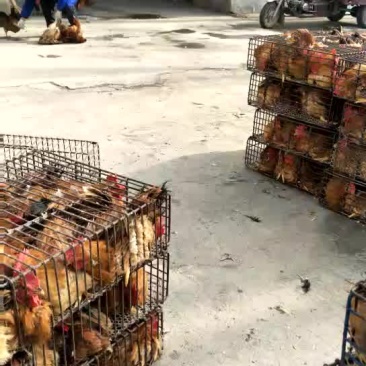 鸡绿色环保