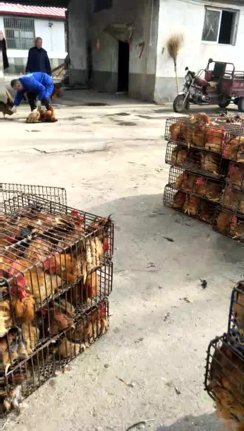 鸡绿色环保