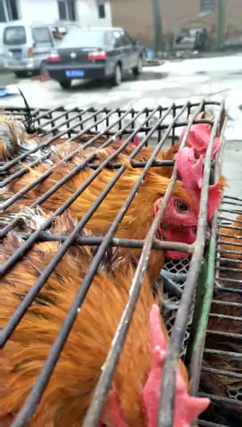 鸡绿色环保