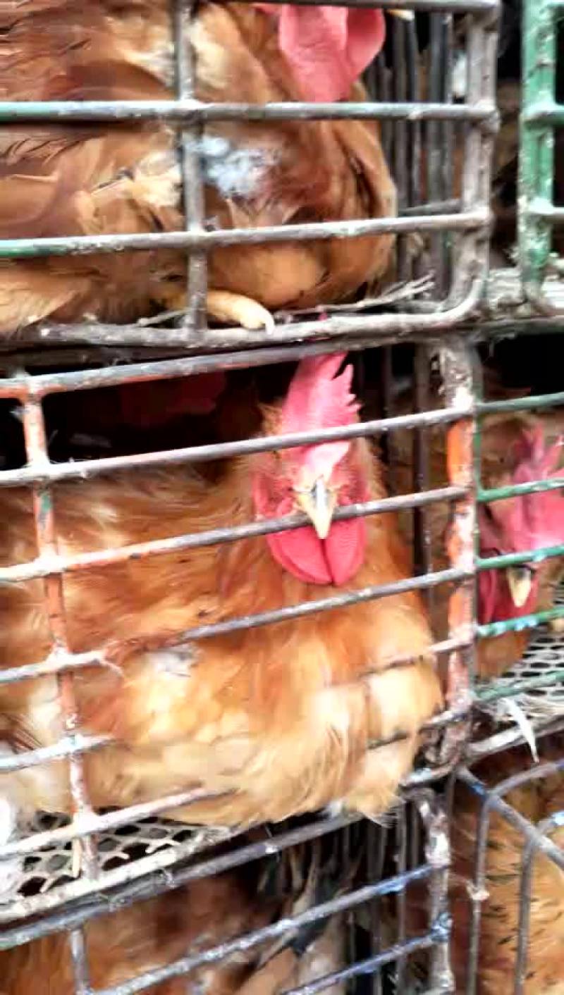 鸡绿色环保