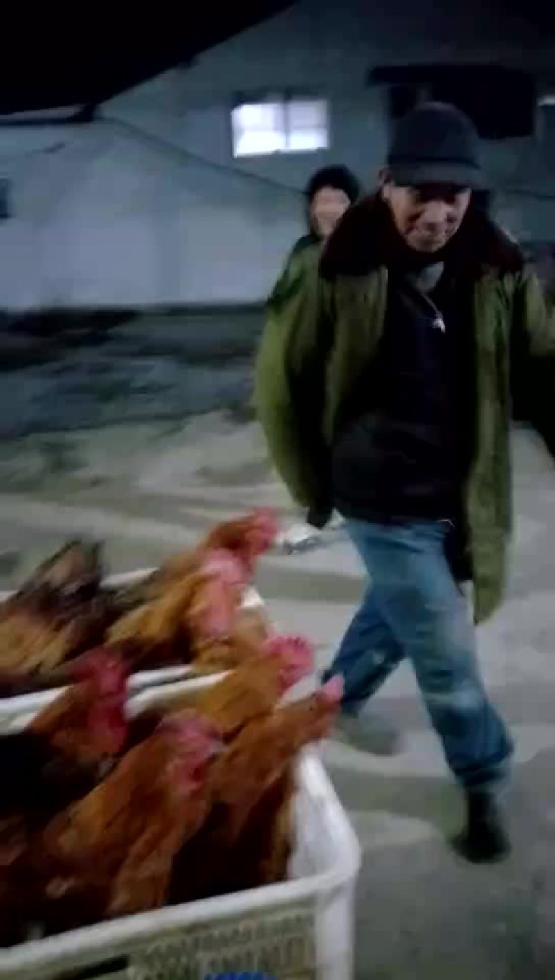 鸡绿色环保