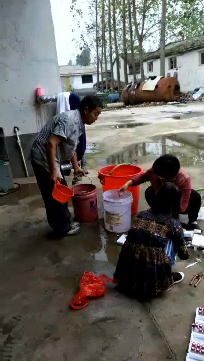 鸡绿色环保