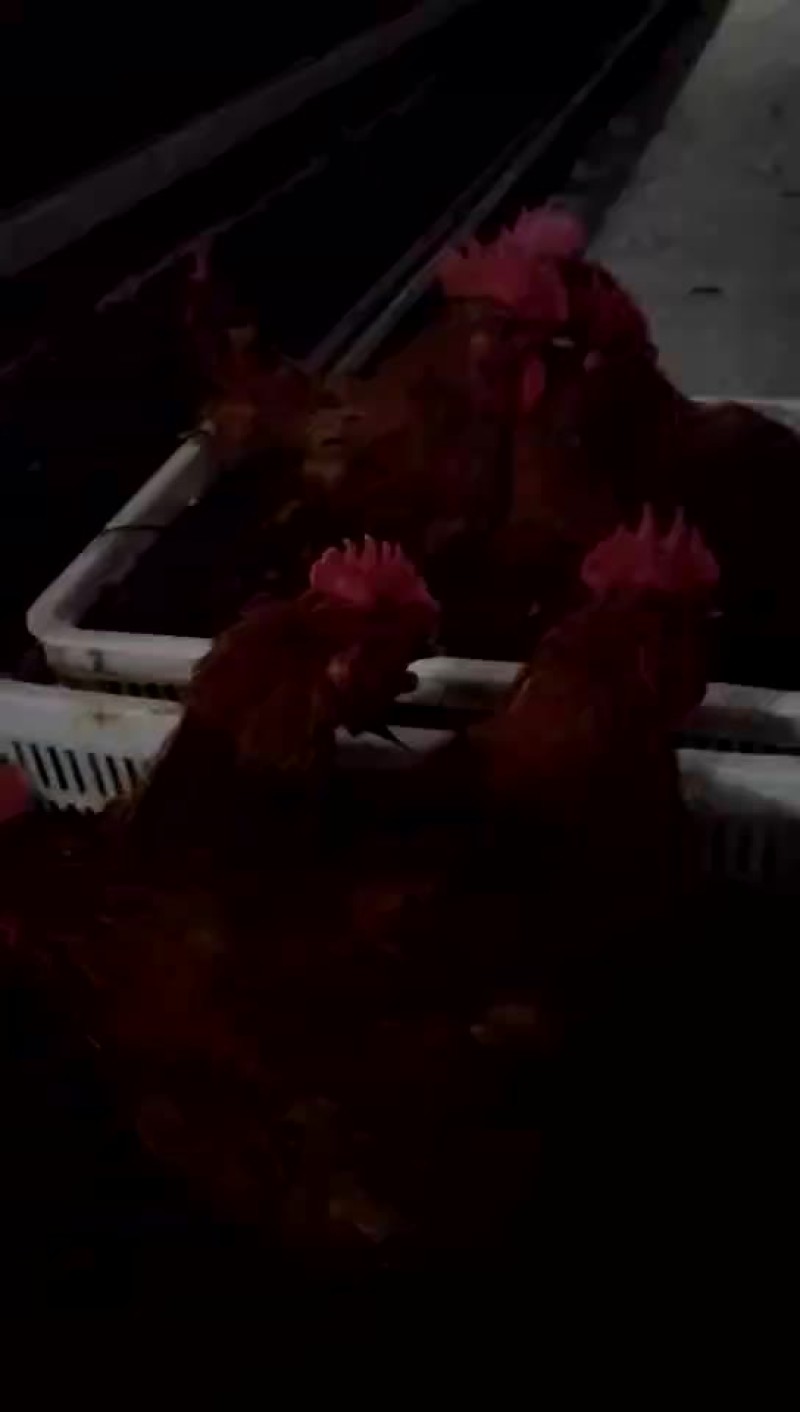 鸡绿色环保
