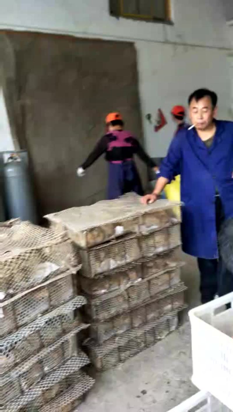 鸡绿色环保