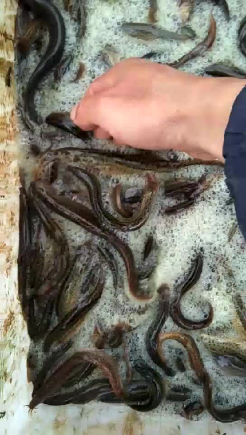 台湾泥鳅10~15cm人工养殖食用