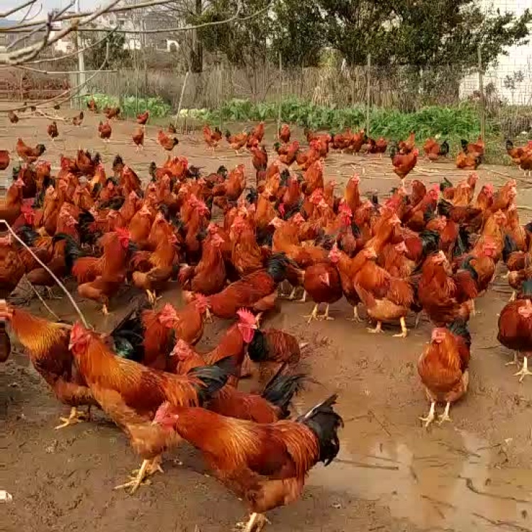 [阉鸡批发]正宗红毛阉鸡 量足6~9月价格15.50元/斤 - 一亩田
